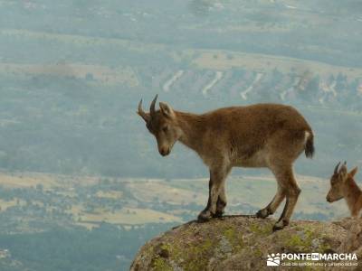 Sur Maliciosa - El Peñotillo; rutas montaña cerca madrid;escapadas fin de semana